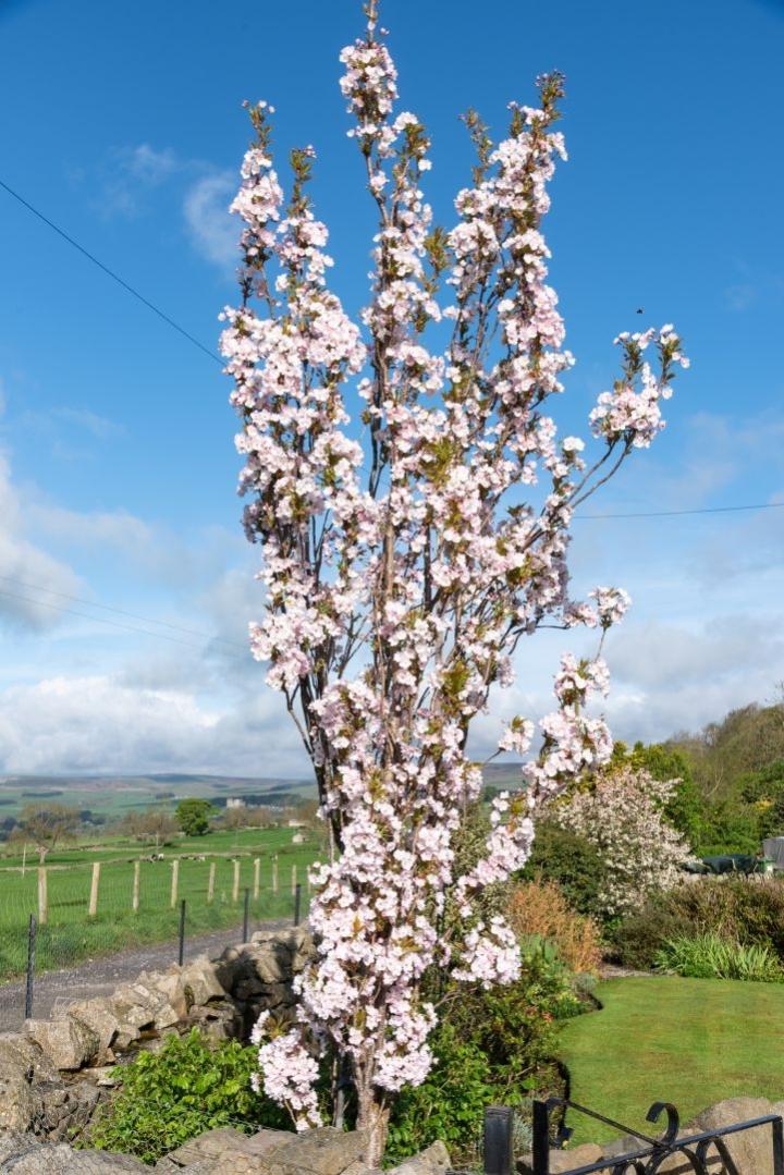 Prunus serr. 'Amanogawa'