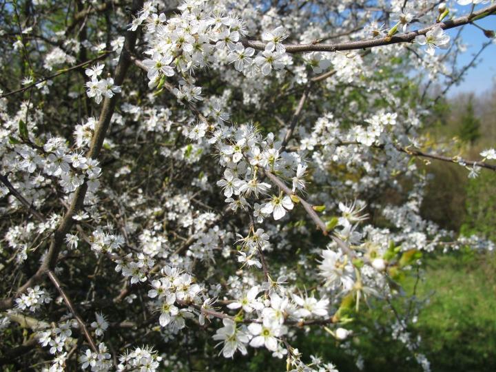 Prunus spinosa