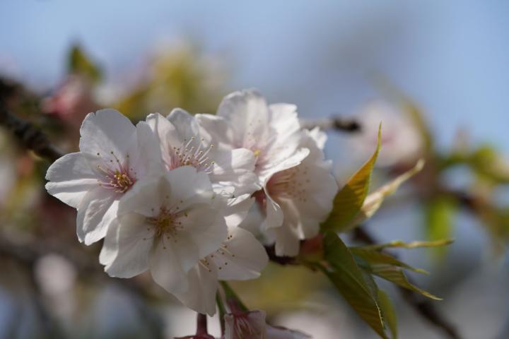 Prunus serr. 'Sunset Boulevard'