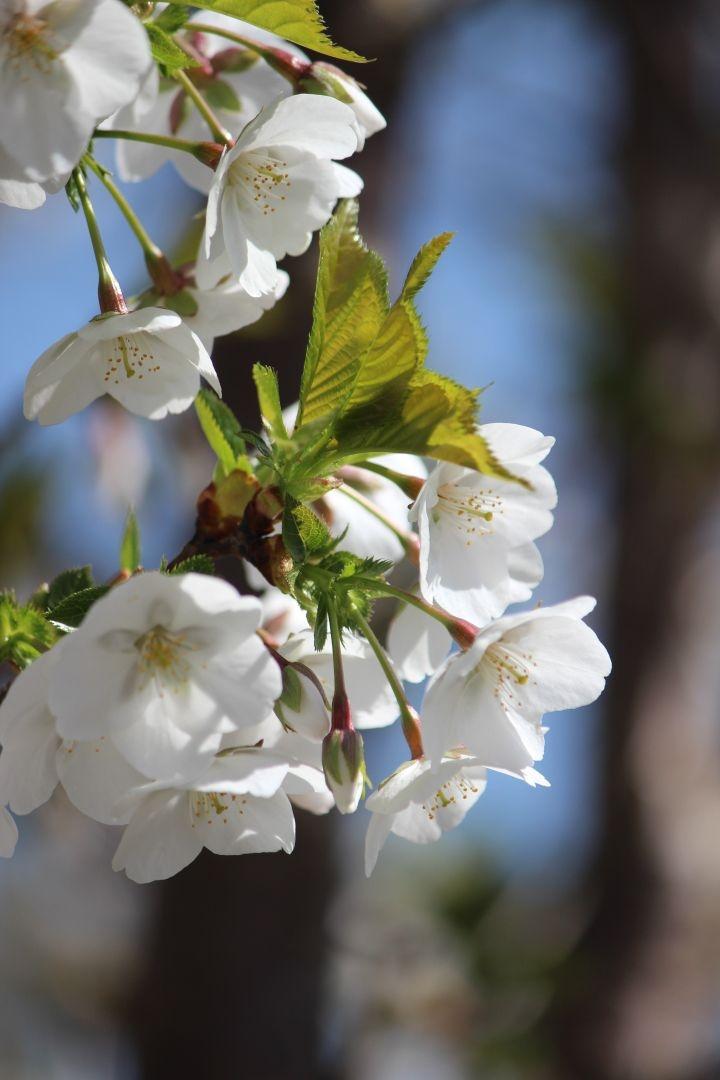 Prunus 'Umineko'