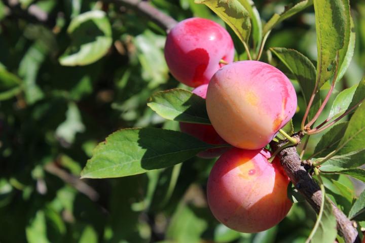 Prunus d. 'Queen Victoria'