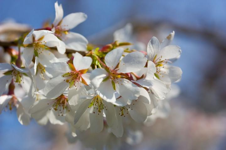 Prunus yedoensis