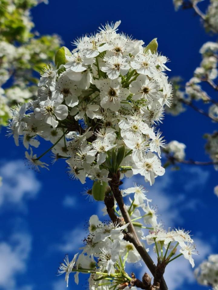Pyrus calleryana 'Chanticleer'