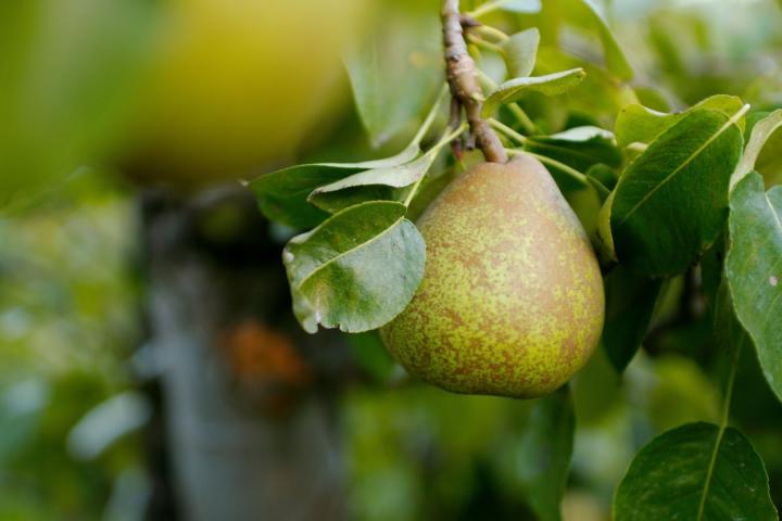 Pyrus comm. 'Doyenné du Comice'
