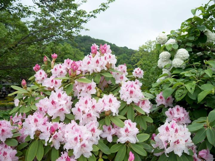 Rhododendron (T) 'Albert Schweitzer'