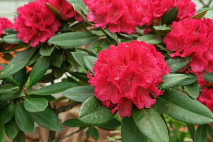 Rhododendron (T) 'America'