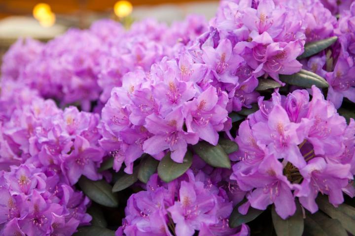 Rhododendron (T) 'Cataw. Grandifl.'