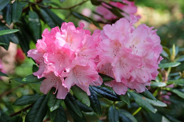 Rhododendron (T) 'Hydon hunter'