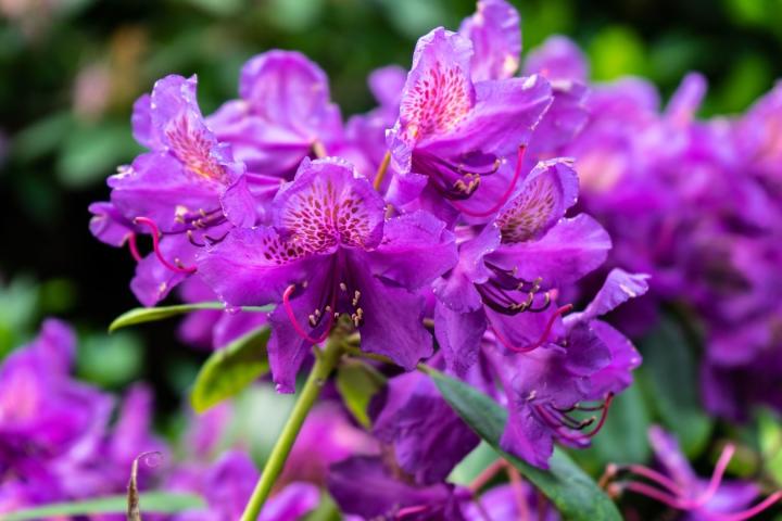 Rhododendron (T) 'Marcel Menard'