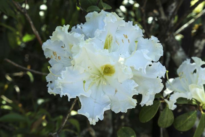 Rhododendron (T) 'Madame Masson'