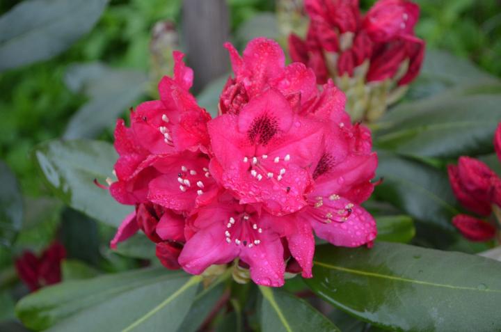 Rhododendron (T) 'Nova Zembla'