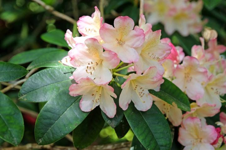 Rhododendron (T) 'Percy Wiseman'