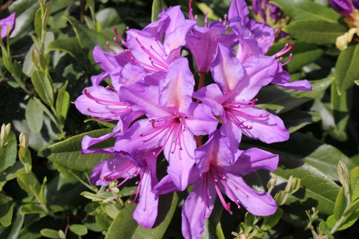 Rhododendron ponticum