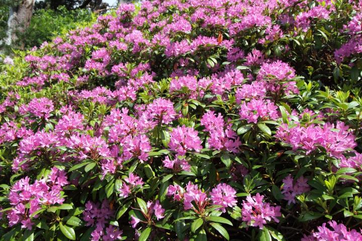 Rhododendron ponticum
