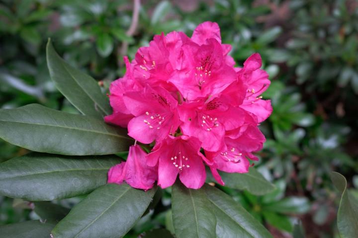 Rhododendron (T) 'President Roosevelt'