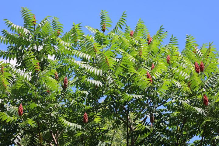Rhus typhina