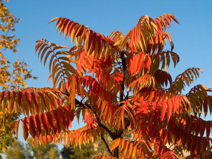 Rhus typhina