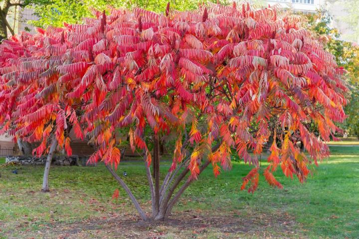 Rhus typhina