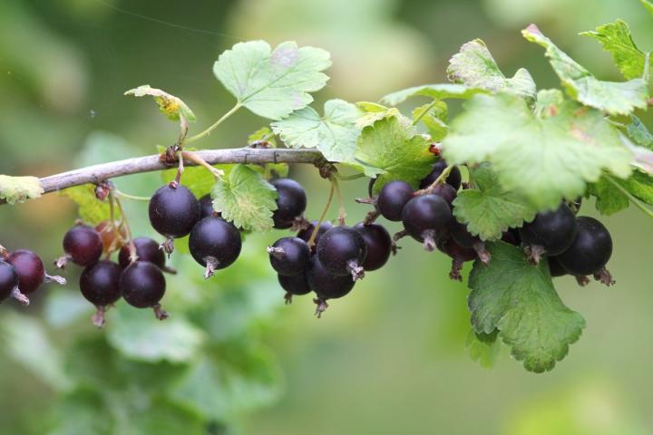 Ribes 'Jostaberry'