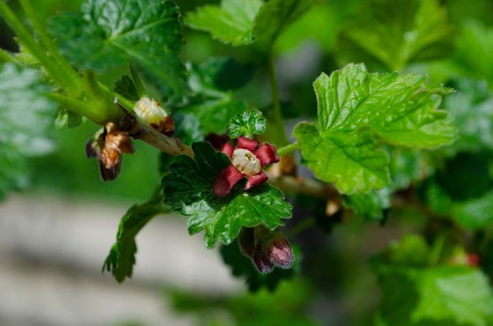 Ribes 'Jostaberry'