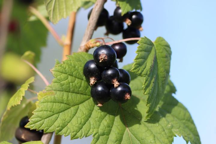 Ribes nigrum 'Titania'