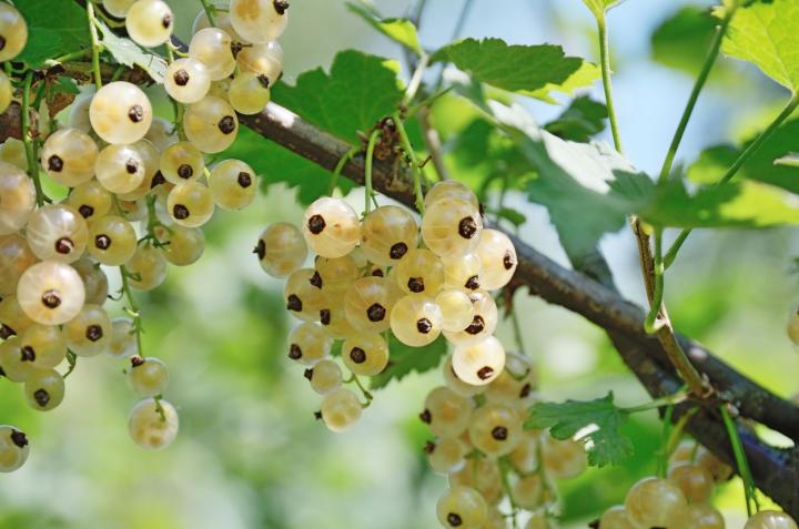 Ribes rubrum 'Witte van Versaille'