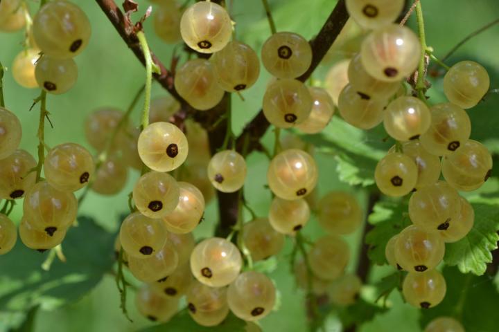 Ribes rubrum 'Witte Hollander'