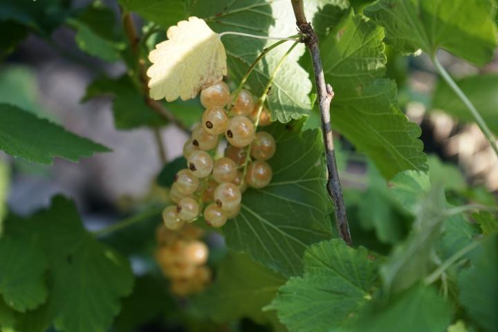 Ribes rubrum 'Witte Parel'