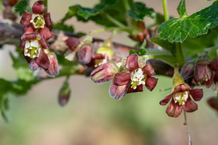 Ribes uva-crispa 'Hinnonmaeki Gron'