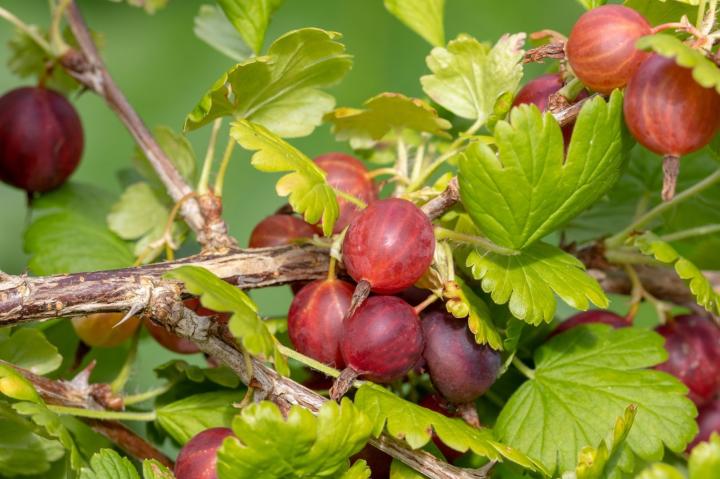 Ribes uva-crispa 'Hinnonmaeki Rod'
