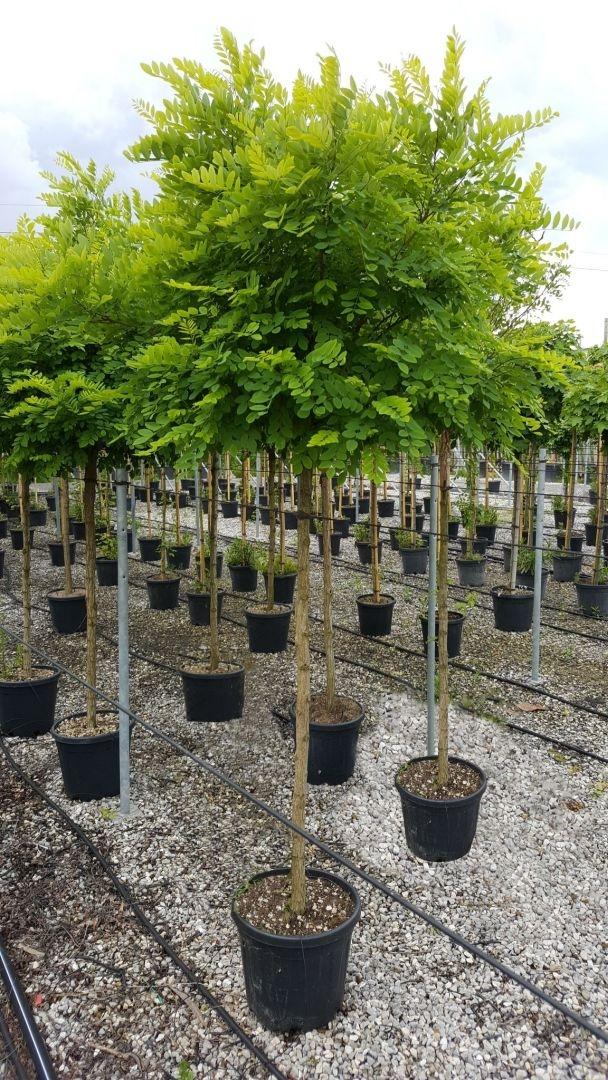 Robinia pseud. 'Umbraculifera'