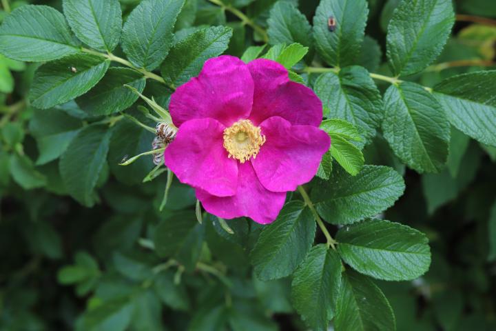 Rosa rugosa