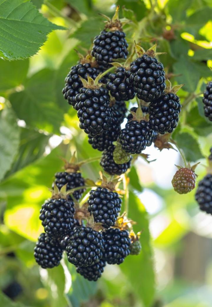 Rubus fructicosus 'Black satin'
