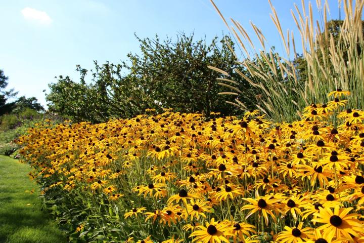 Rudbeckia fulg. 'Goldsturm'