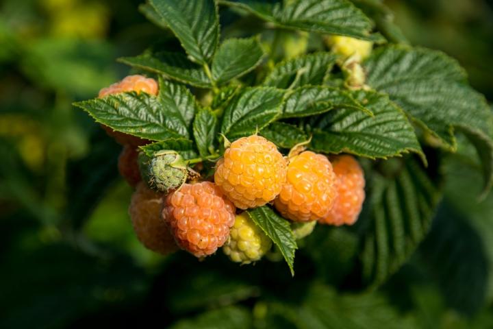 Rubus idaeus 'Fallgold'