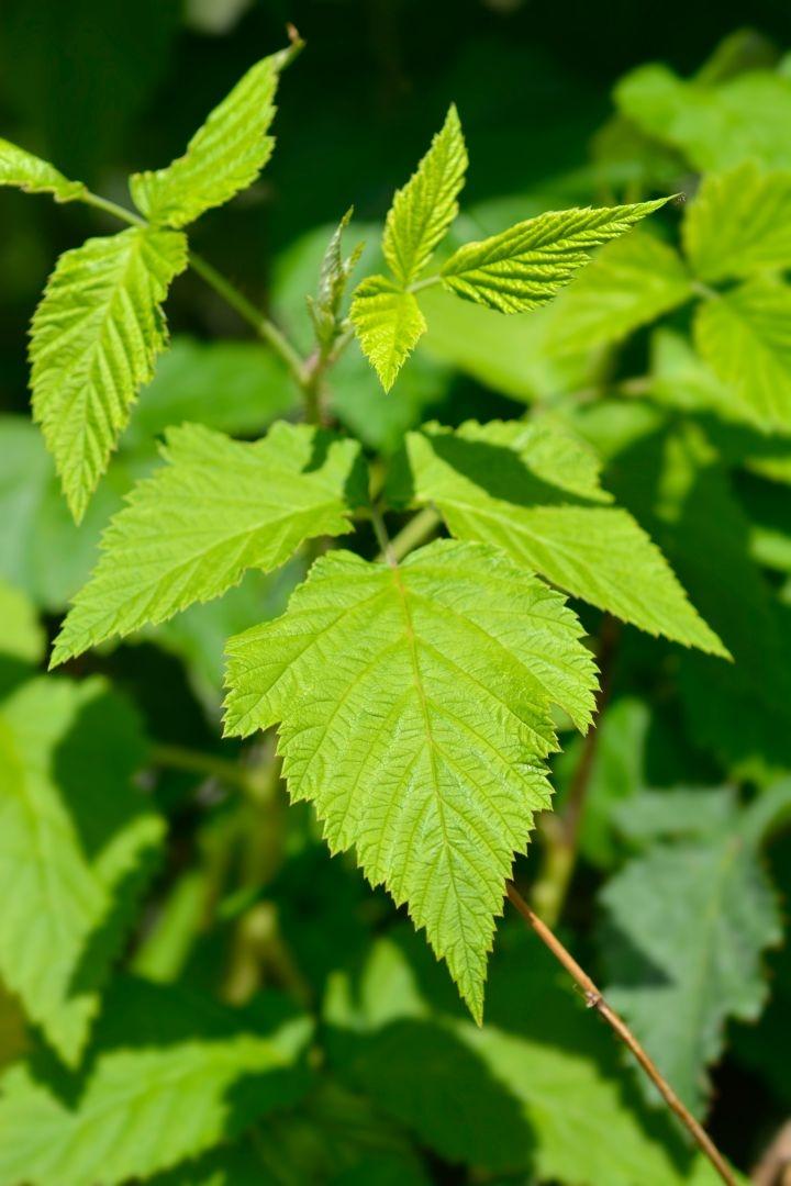 Rubus idaeus 'Fallgold'