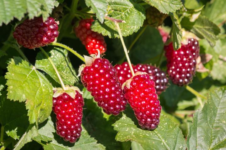 Rubus 'Loganberry'