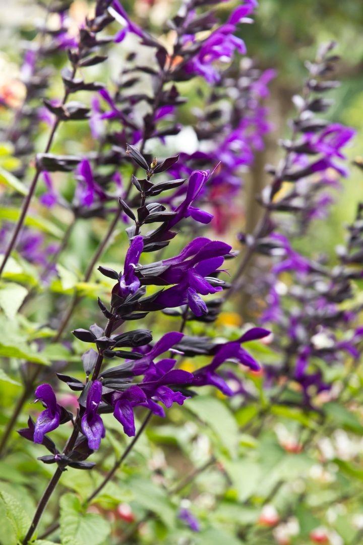 Salvia 'Amistadt'