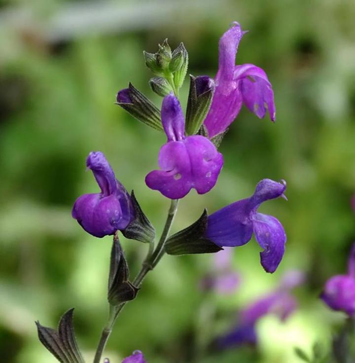 Salvia greggii 'Arctic Blaze'