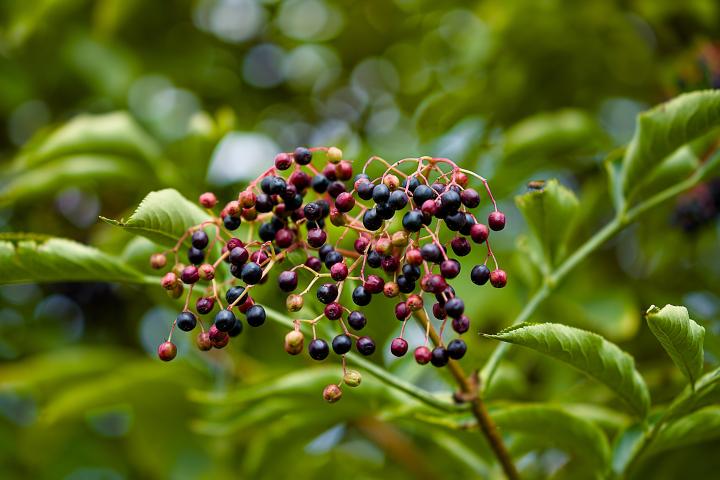 Sambucus nigra