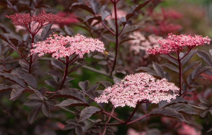Sambucus nigra 'Black Beauty'