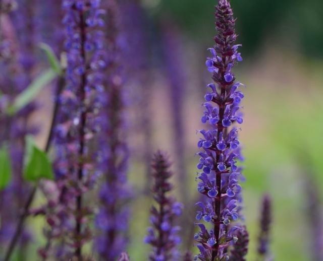 Salvia nem. 'Caradonna'