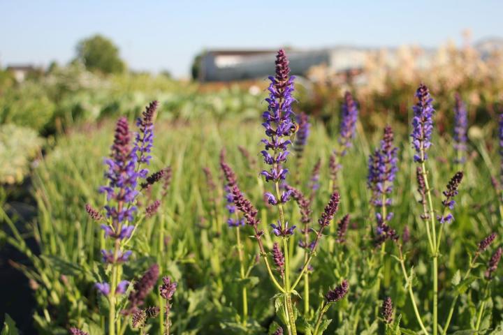 Salvia nem. 'Mainacht'