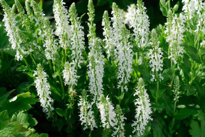 Salvia nem. 'Schneehugel'