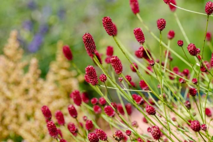 Sanguisorba officinalis