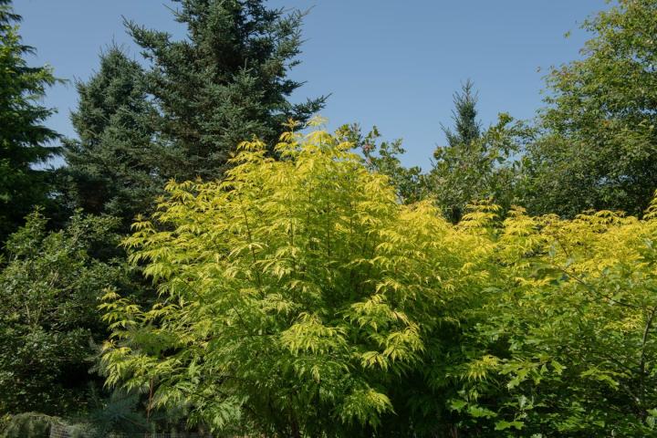 Sambucus racemosa 'Sutherland Gold'