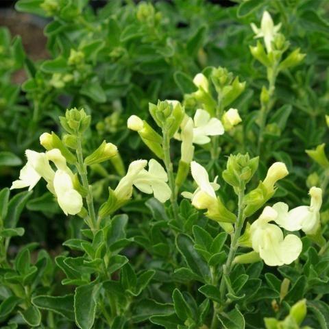 Salvia greggii 'Suncrest Lemon Light'
