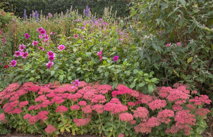 Sedum telephium 'Herbstfreude'