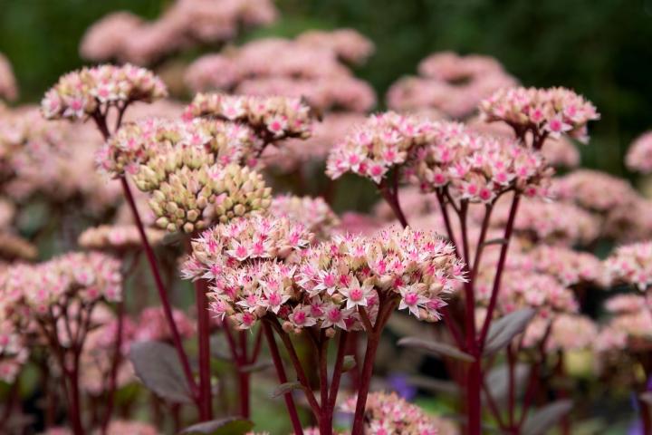 Sedum 'Matrona'