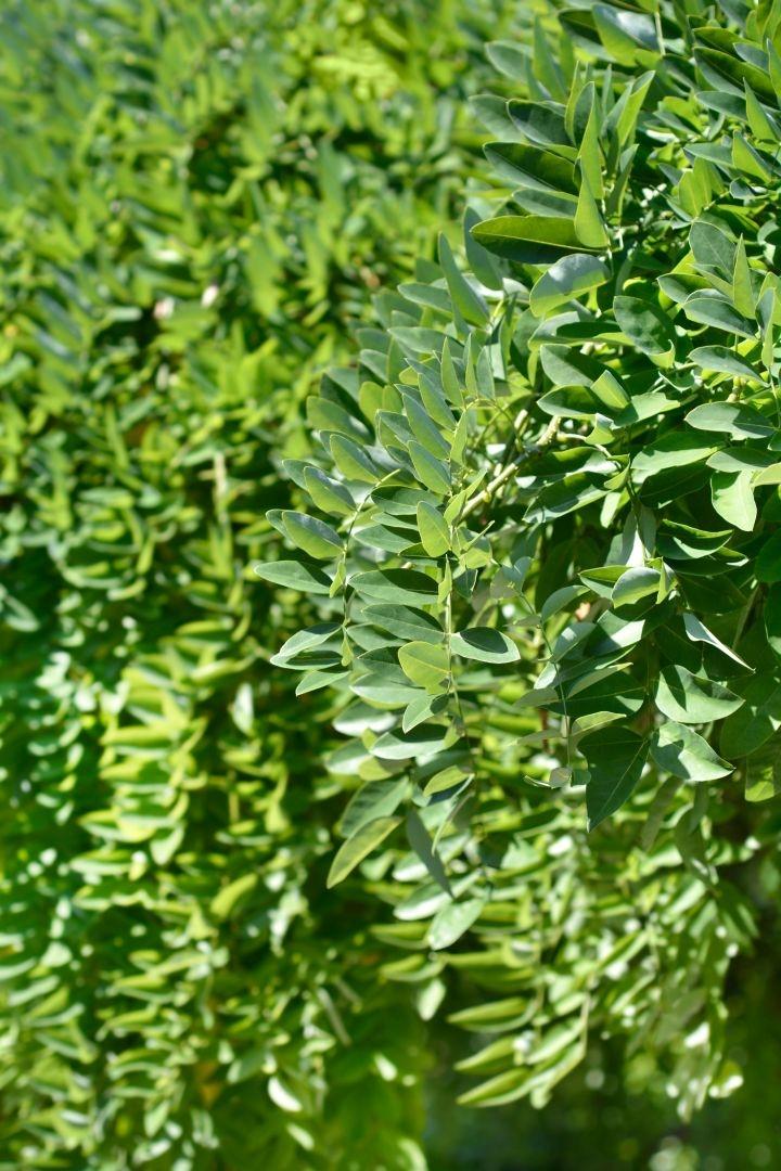 Sophora japonica 'Pendula'